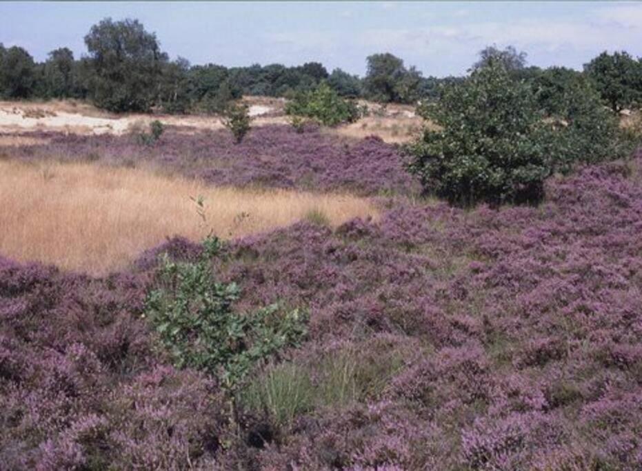 Natuurhuisje Oisterwijk Villa Kültér fotó